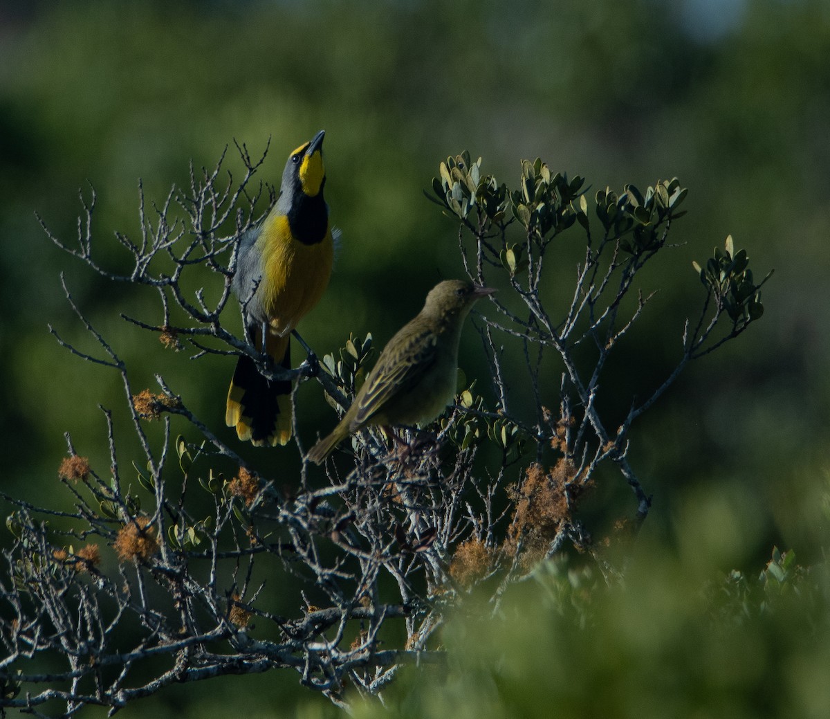 Bokmakierie - ML647598681