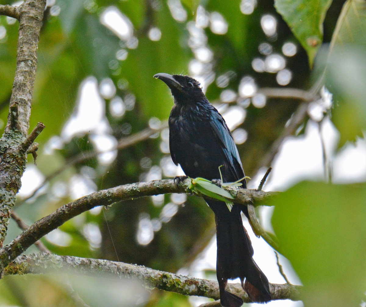 Hair-crested Drongo - ML647598691