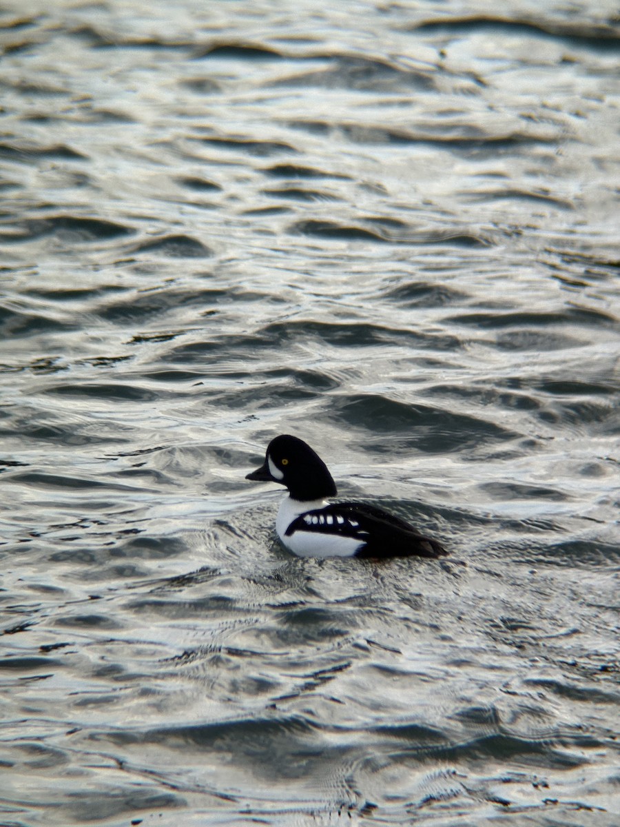 Barrow's Goldeneye - ML647598695