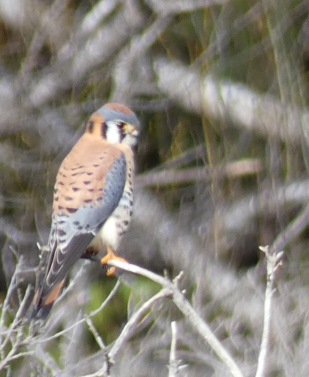 Crécerelle d'Amérique - ML647598697