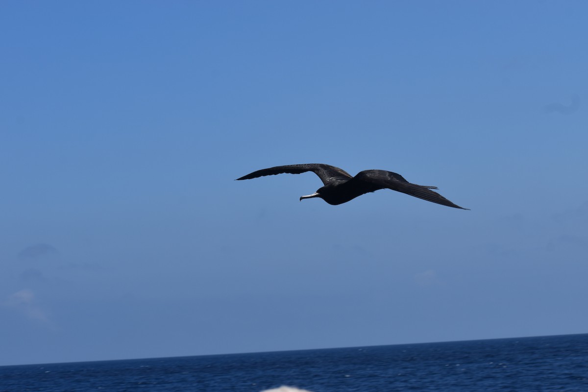 פריגט גדול - ML647598707