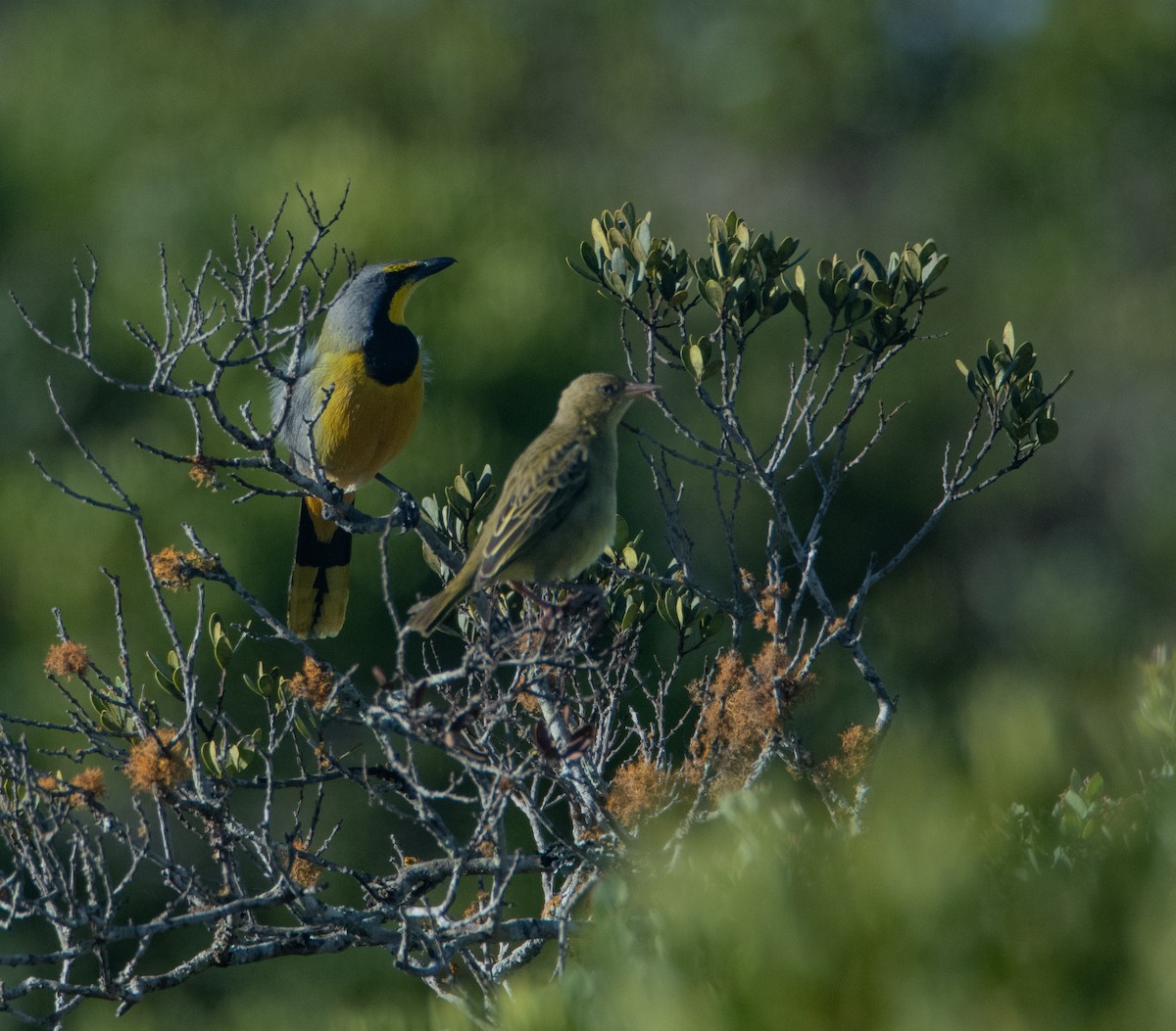 Bokmakierie - ML647598728