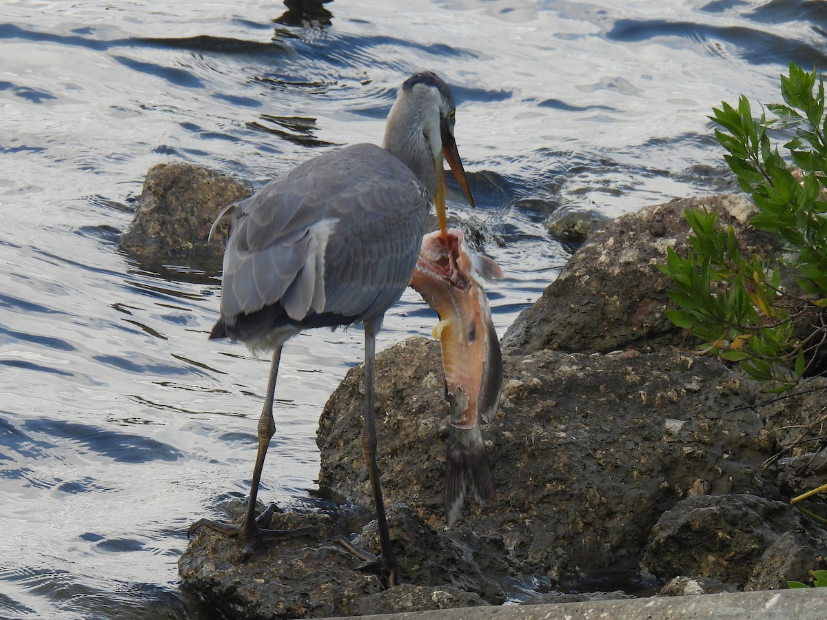 Great Blue Heron - ML647598747