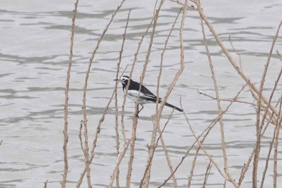 White Wagtail (Hodgson's) - ML647598748