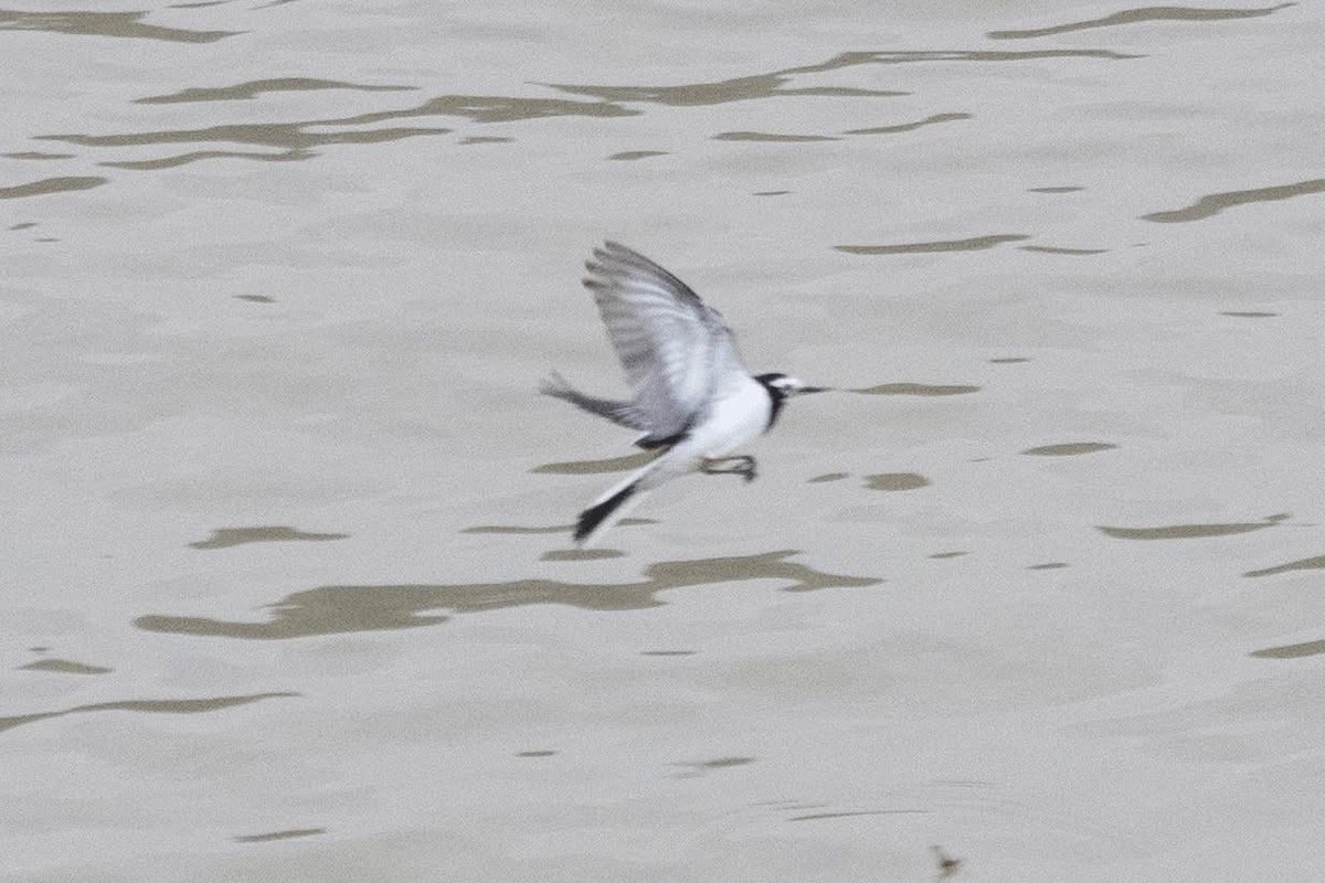 White Wagtail (Hodgson's) - ML647598750