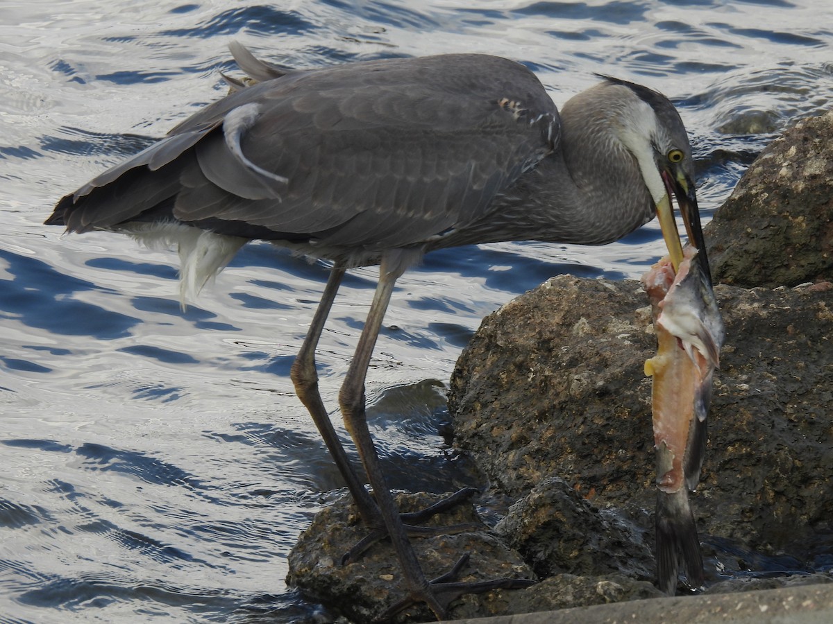 Great Blue Heron - ML647598753