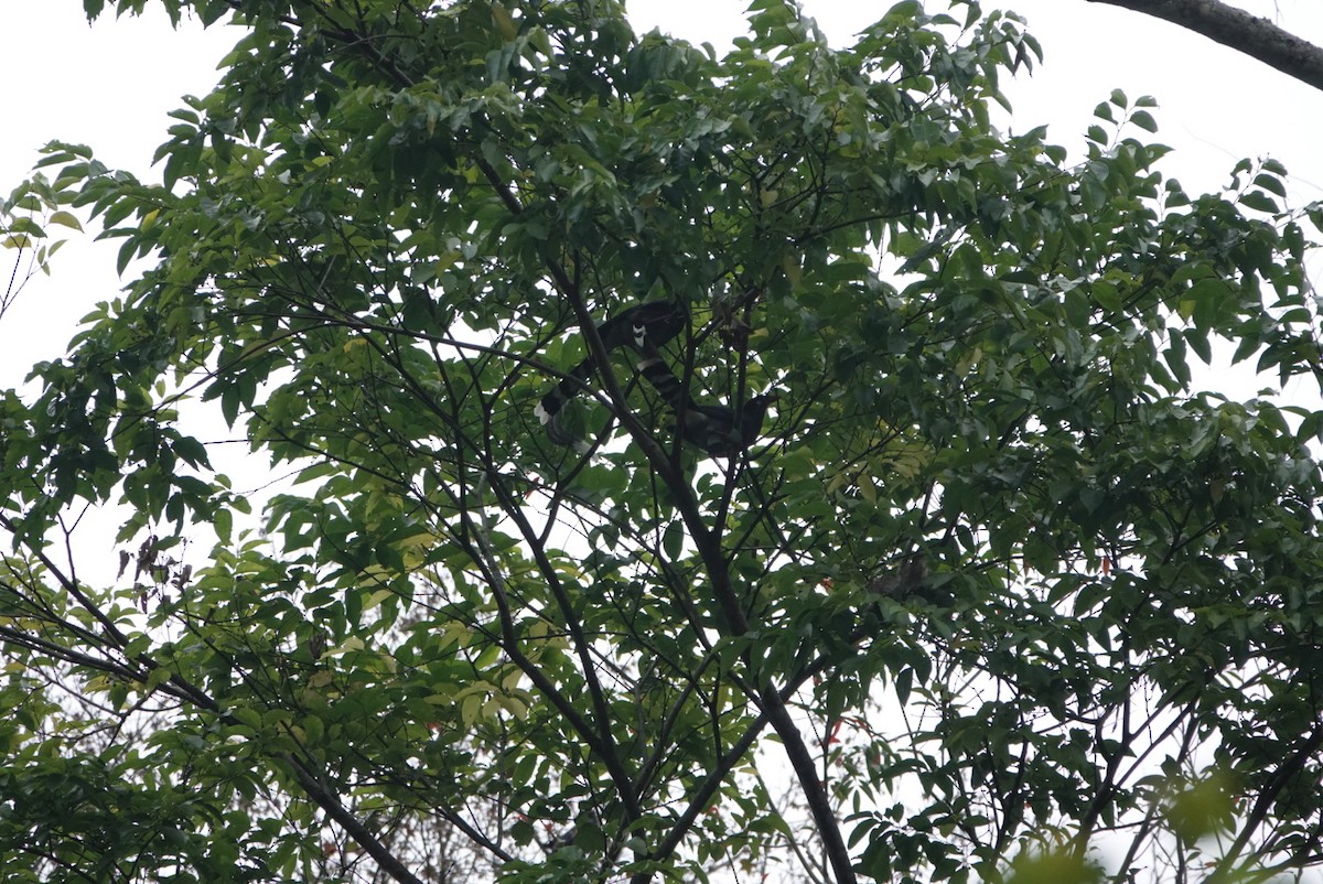 Taiwan Blue-Magpie - ML647598754