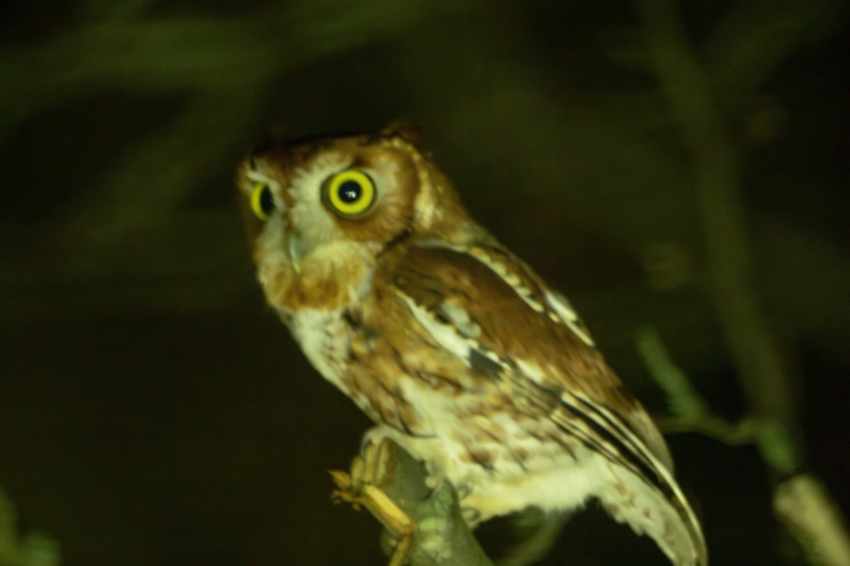 Eastern Screech-Owl - ML647598755