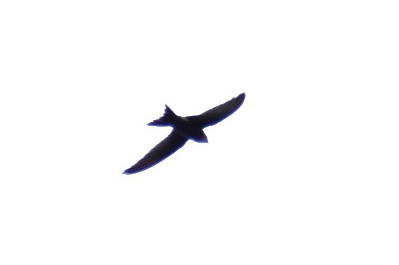 Pacific Swift - ML647598756