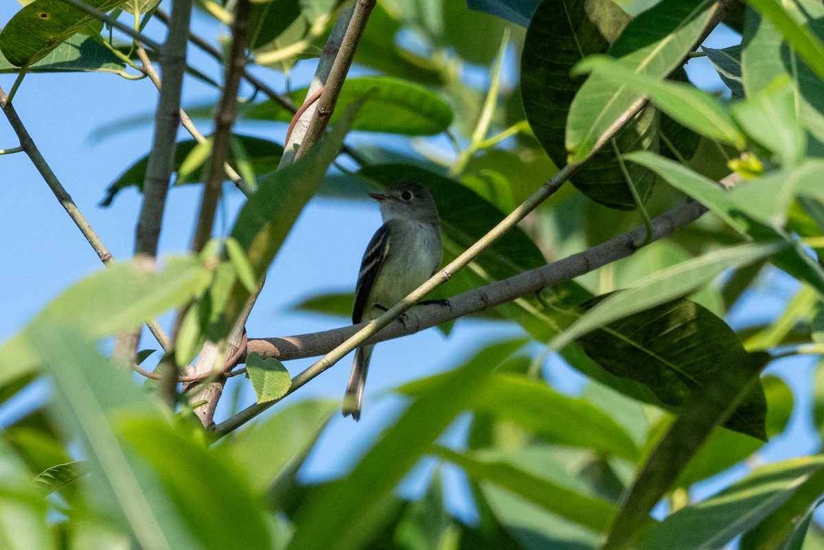 Least Flycatcher - ML647598757
