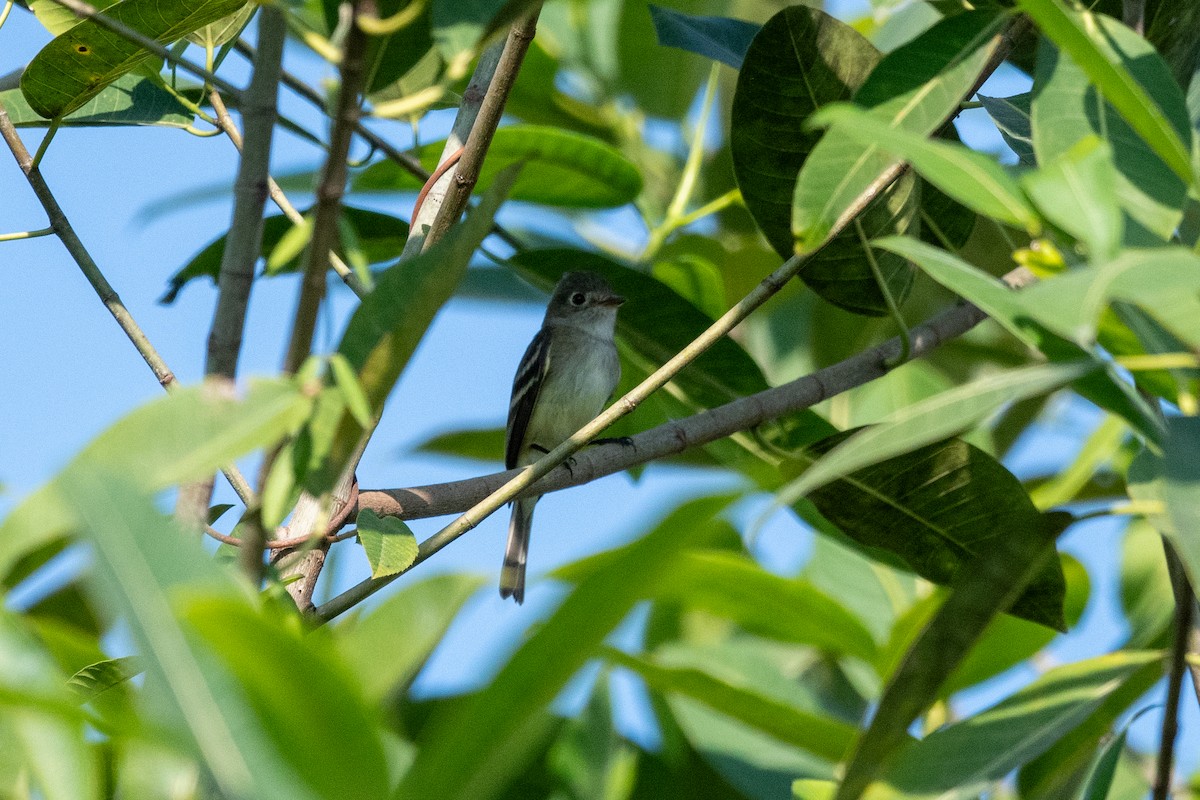 Least Flycatcher - ML647598758