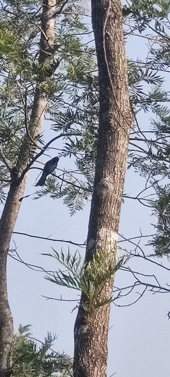 Greater Racket-tailed Drongo - ML647598759