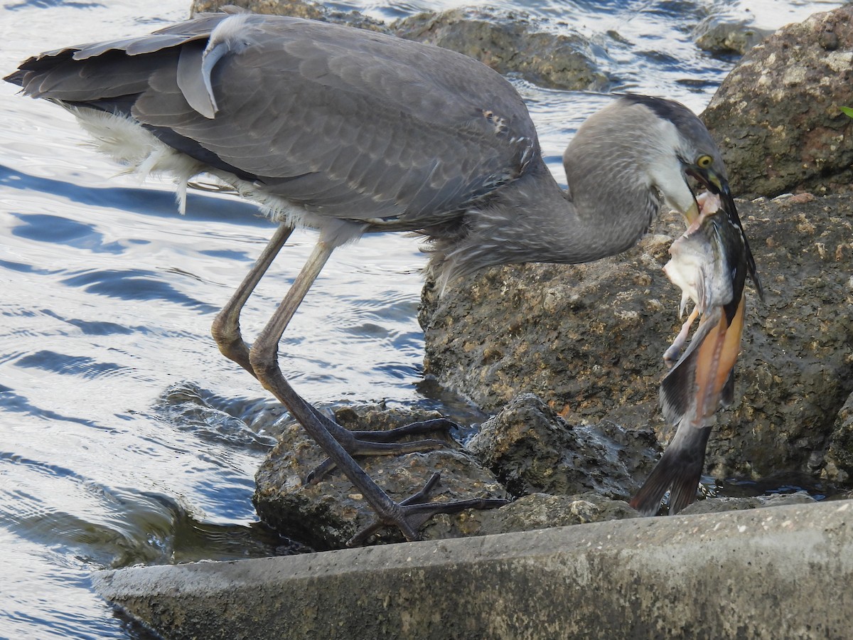 Great Blue Heron - ML647598761