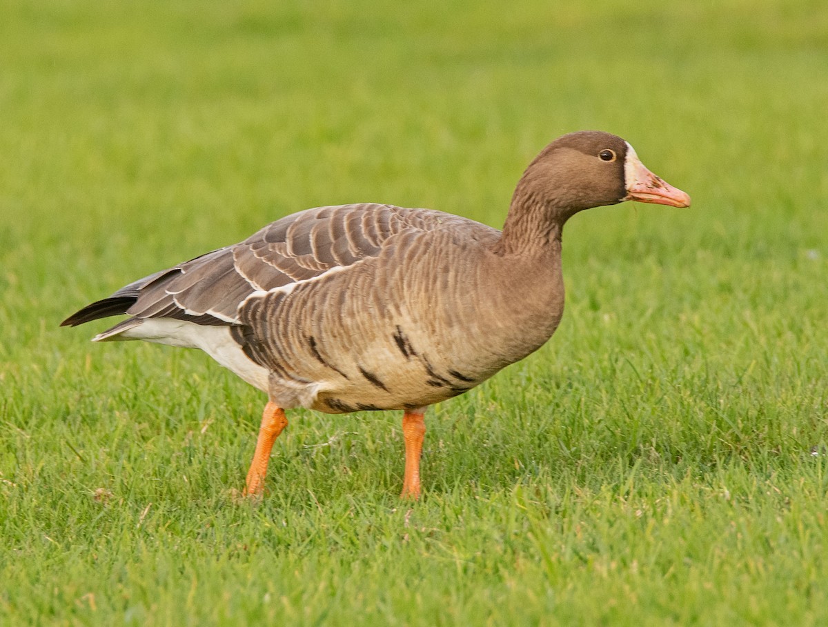 Greater White-fronted Goose - ML647598762