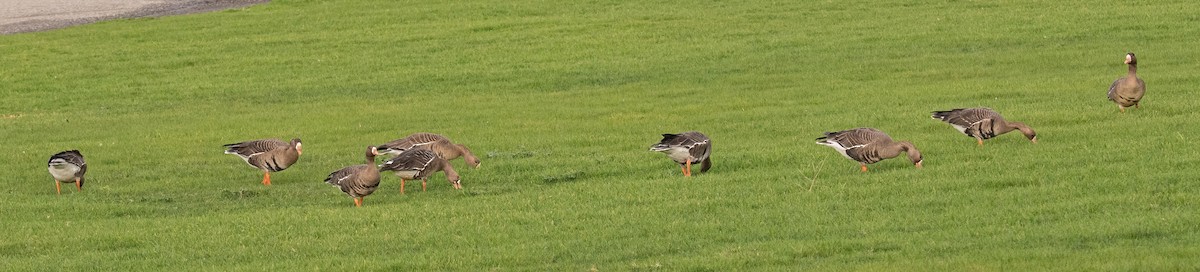 Greater White-fronted Goose - ML647598763