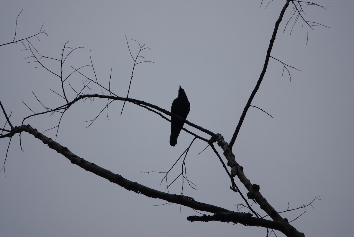 Large-billed Crow - ML647598766