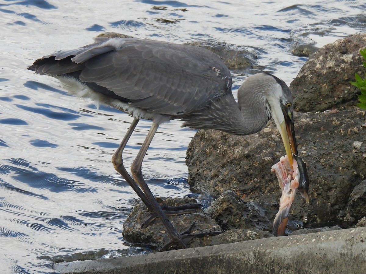 Great Blue Heron - ML647598767