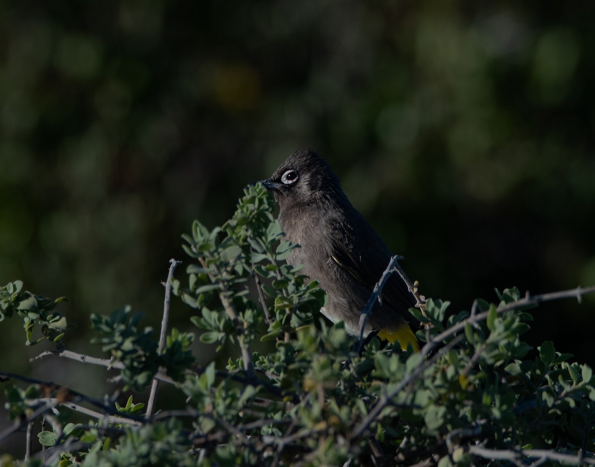 Cape Bulbul - ML647598770