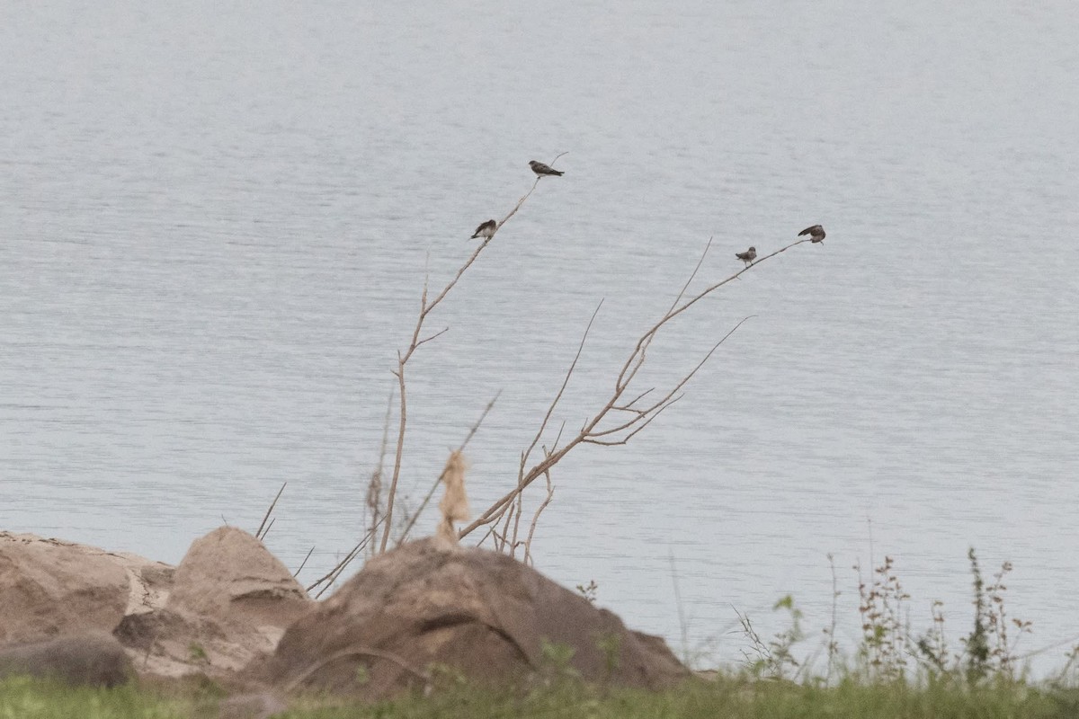 Gray-throated Martin - ML647598772