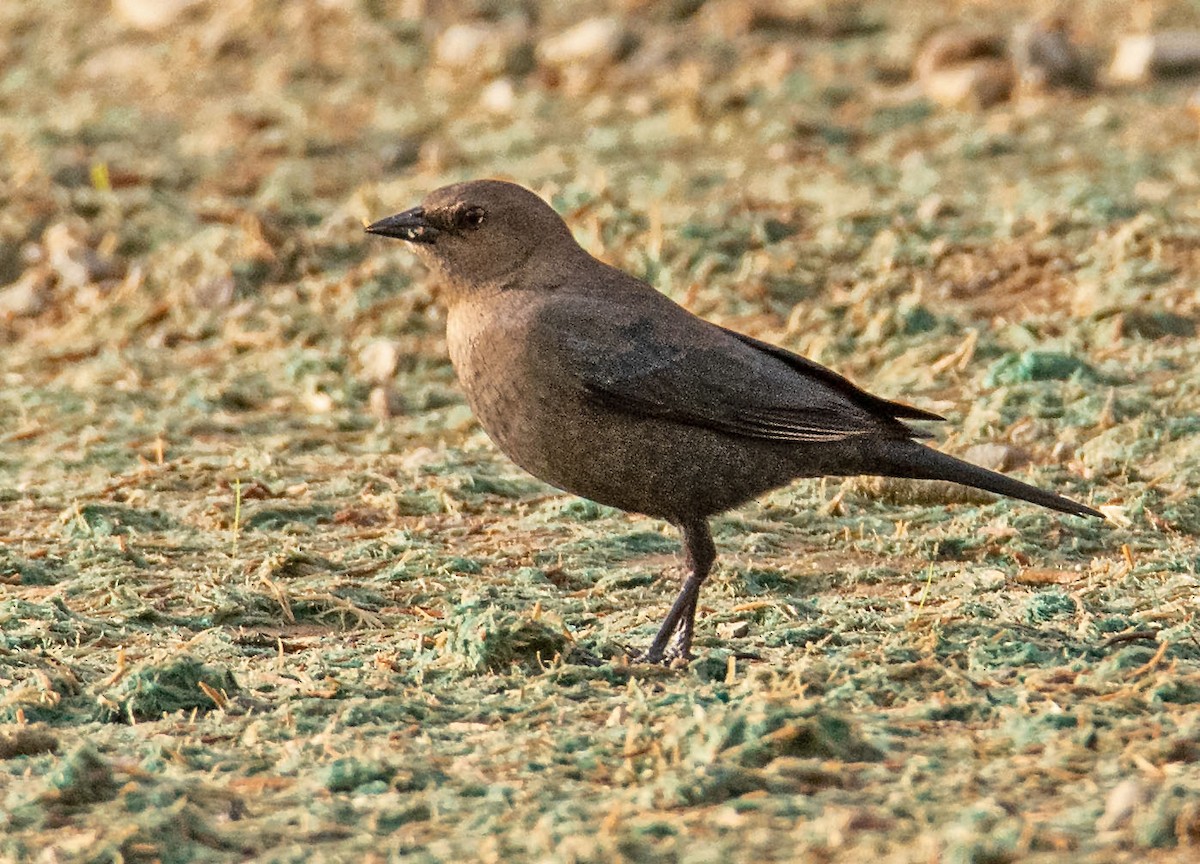 Brewer's Blackbird - ML647598773