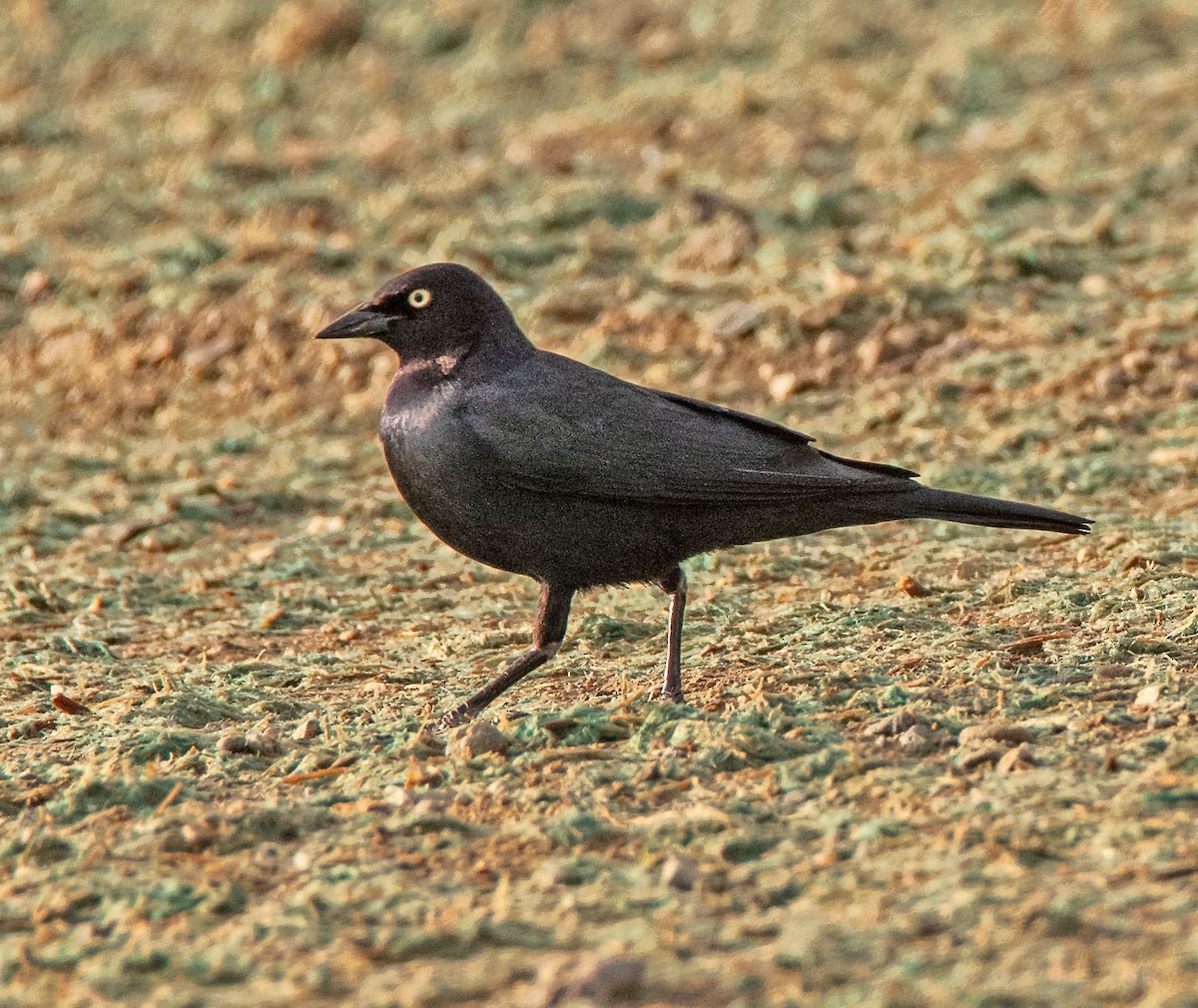 Brewer's Blackbird - ML647598774