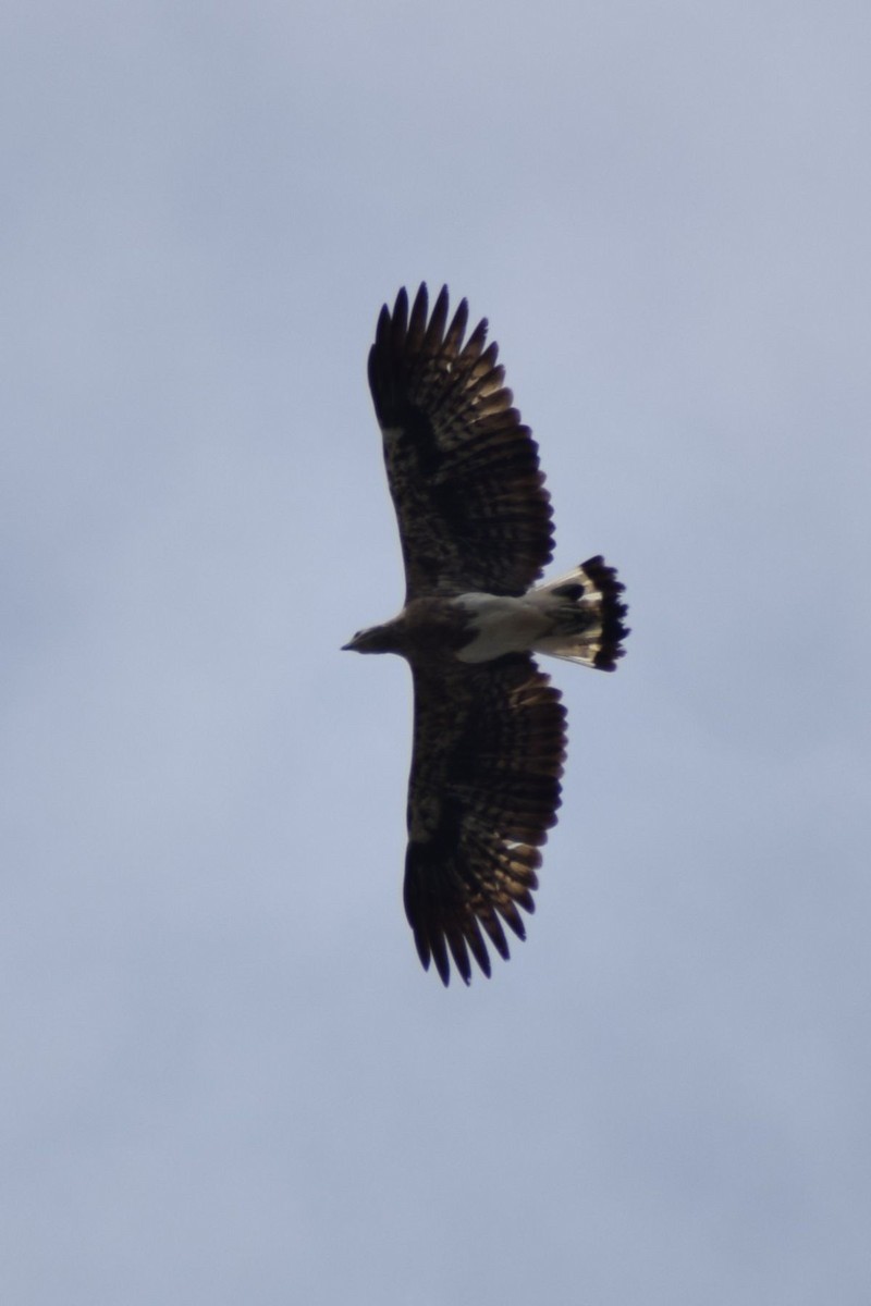Gray-headed Fish-Eagle - ML647598775