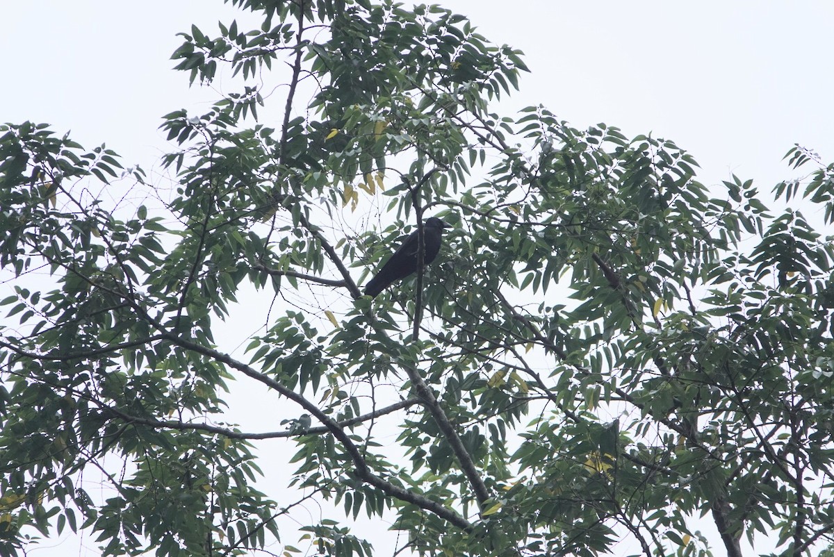 Large-billed Crow - ML647598776