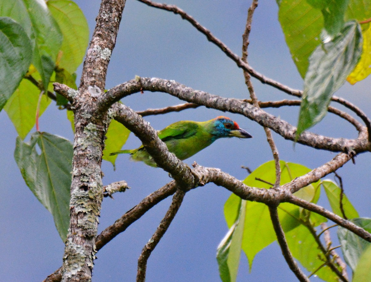 Blue-throated Barbet - ML647598779