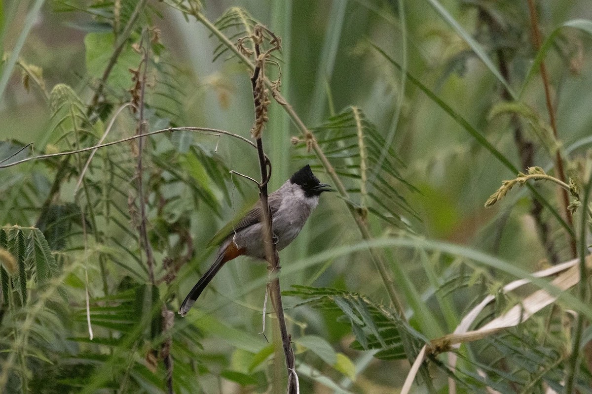 Sooty-headed Bulbul - ML647598780
