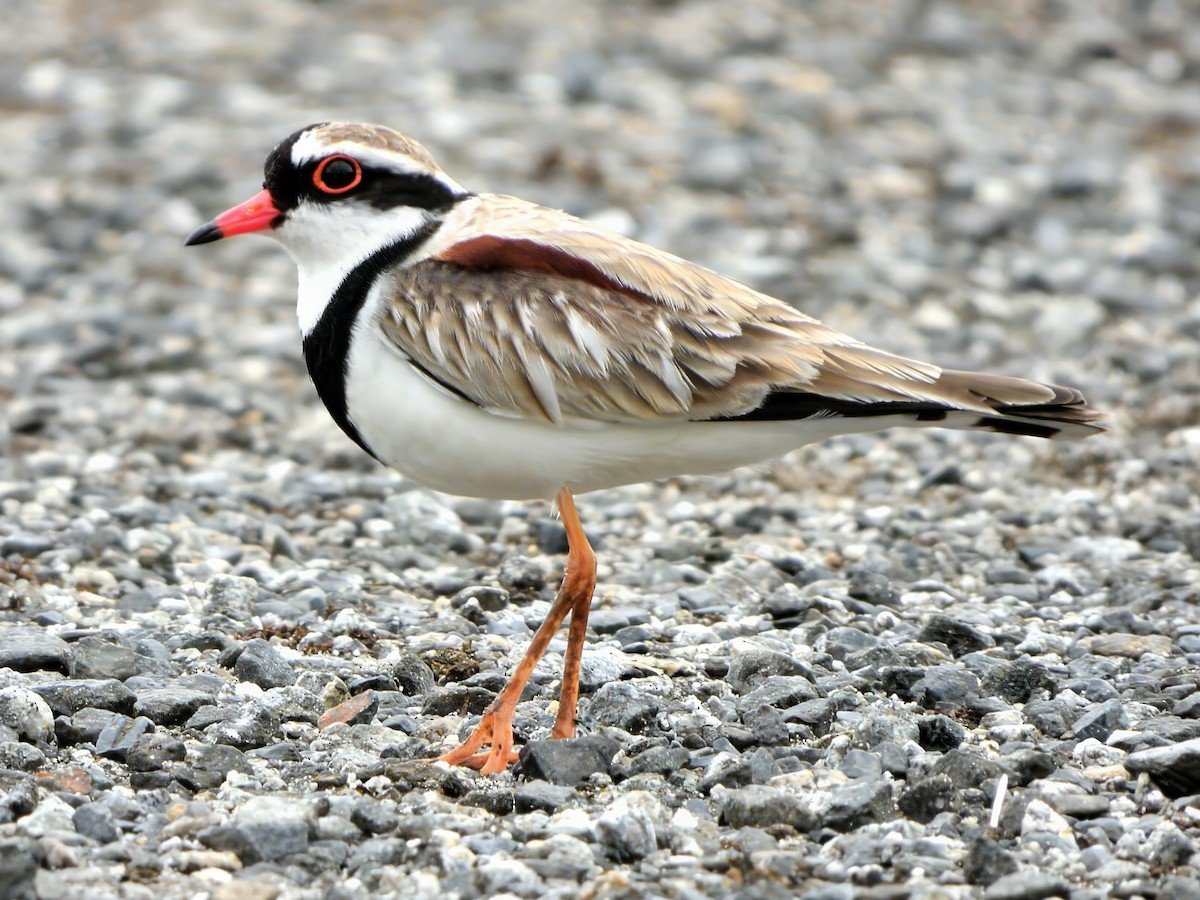 Black-fronted Dotterel - ML647598789