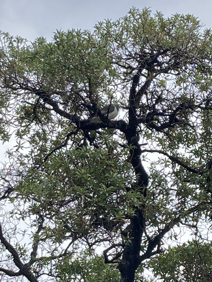 New Zealand Pigeon - ML647598822