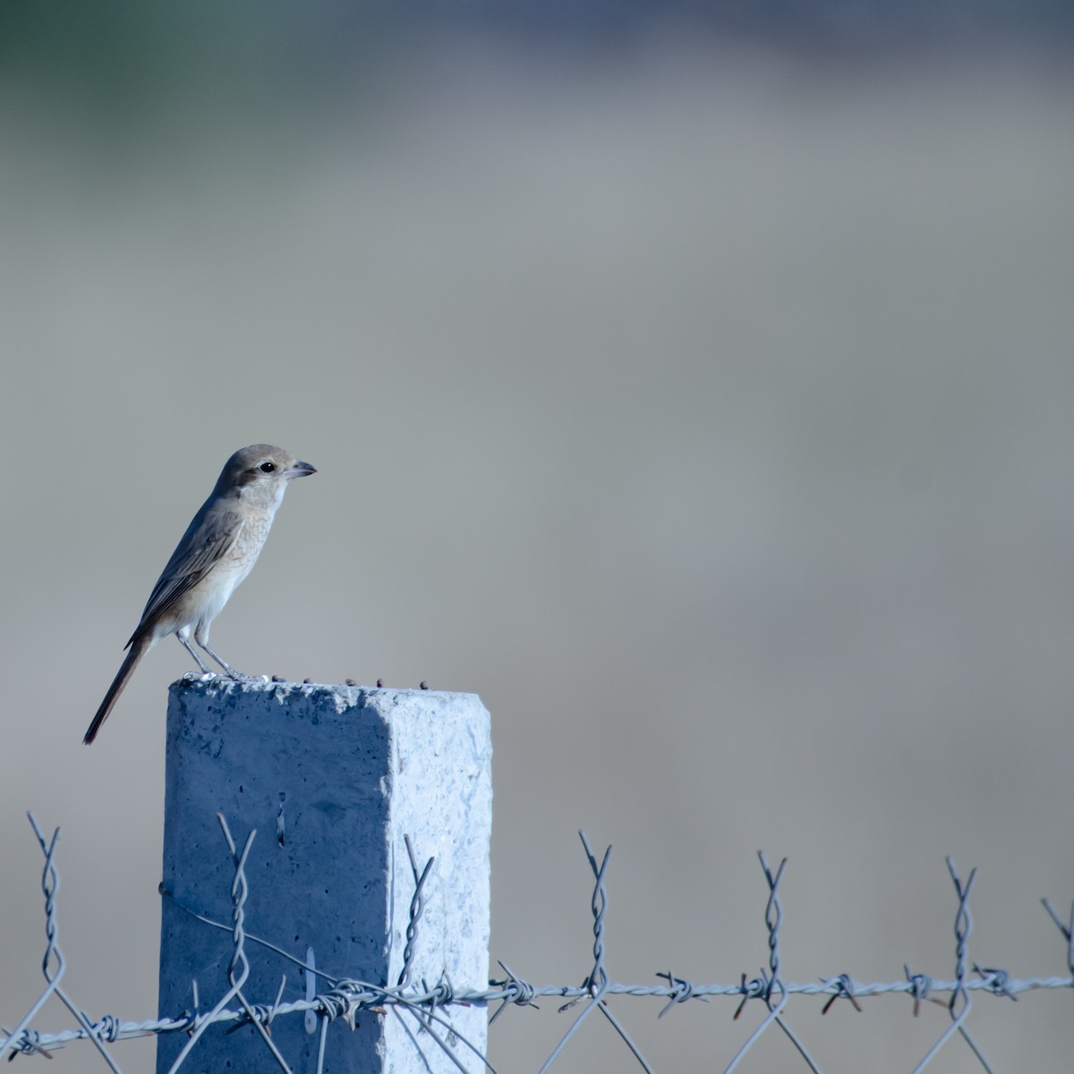 Antzandobi isabeldarra - ML647598827