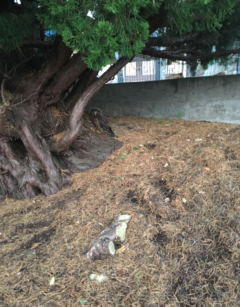 Морепорк - ML647598832