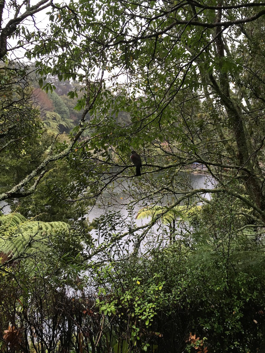 New Zealand Pigeon - ML647598853