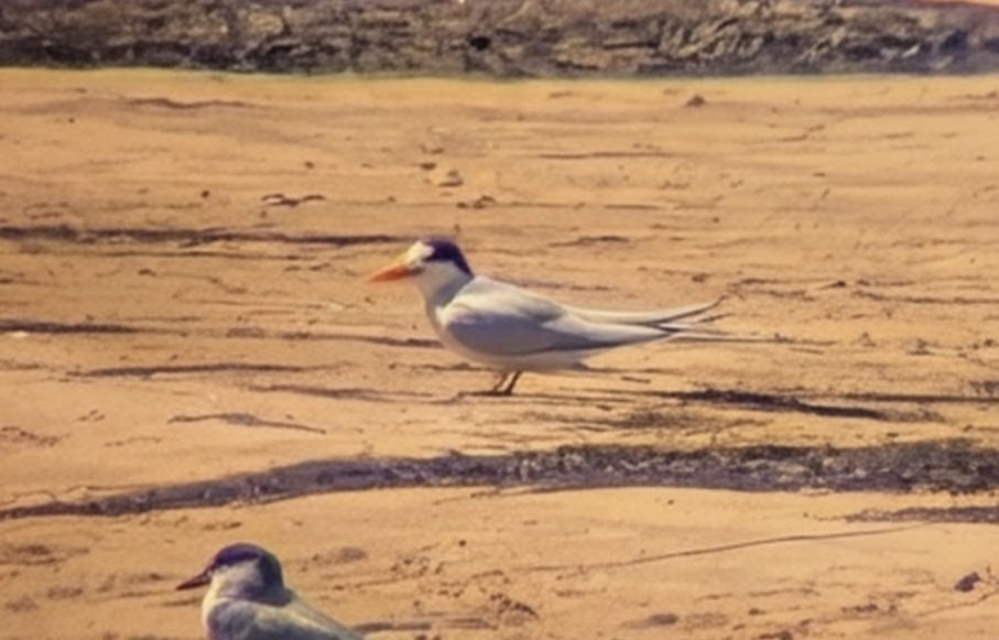 Australian Fairy Tern - ML647598854
