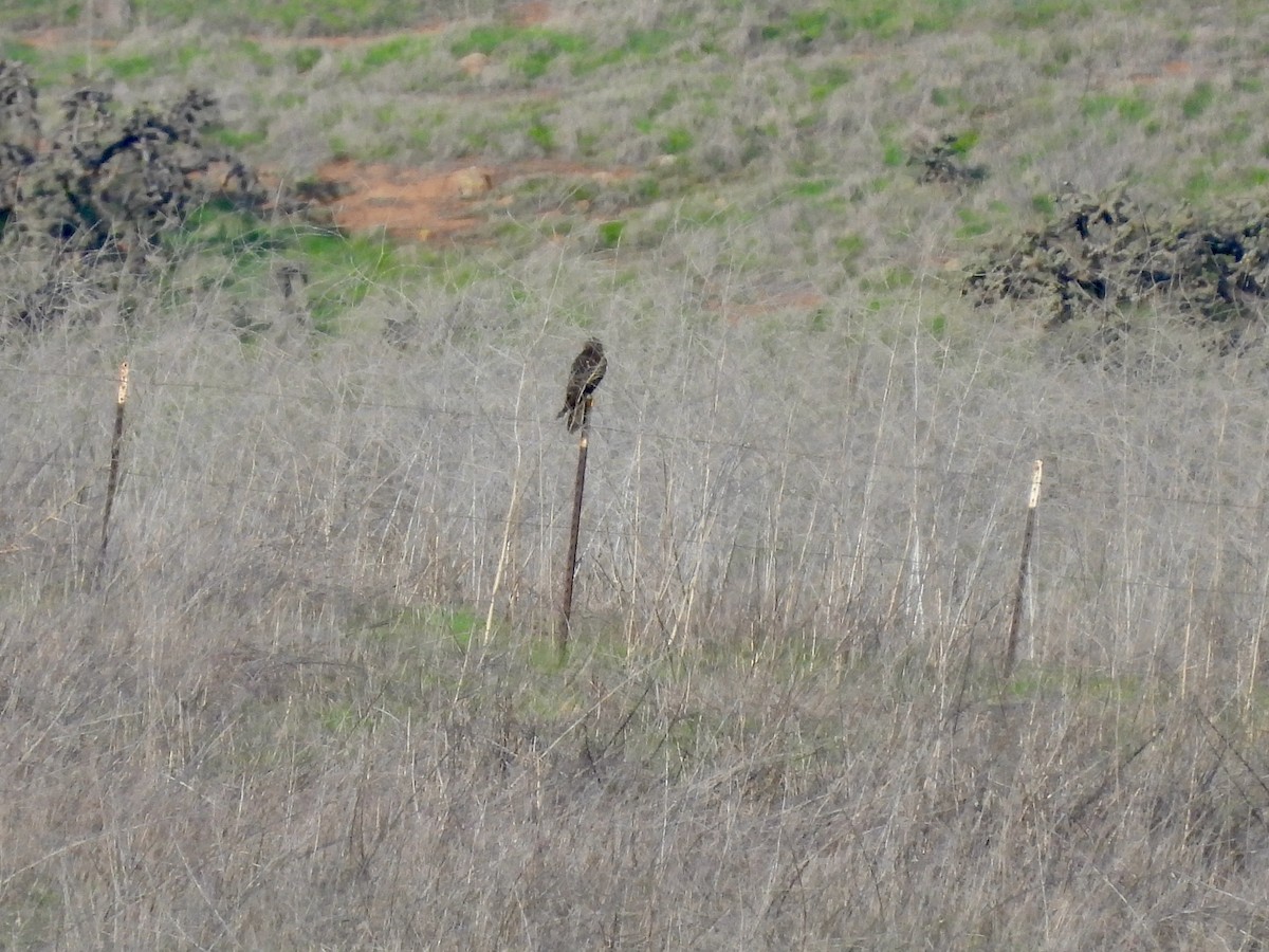 moták severoamerický - ML647598862