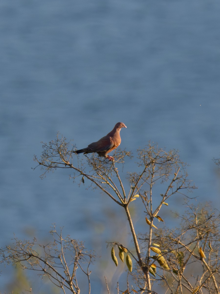 Rotschnabeltaube - ML647598883