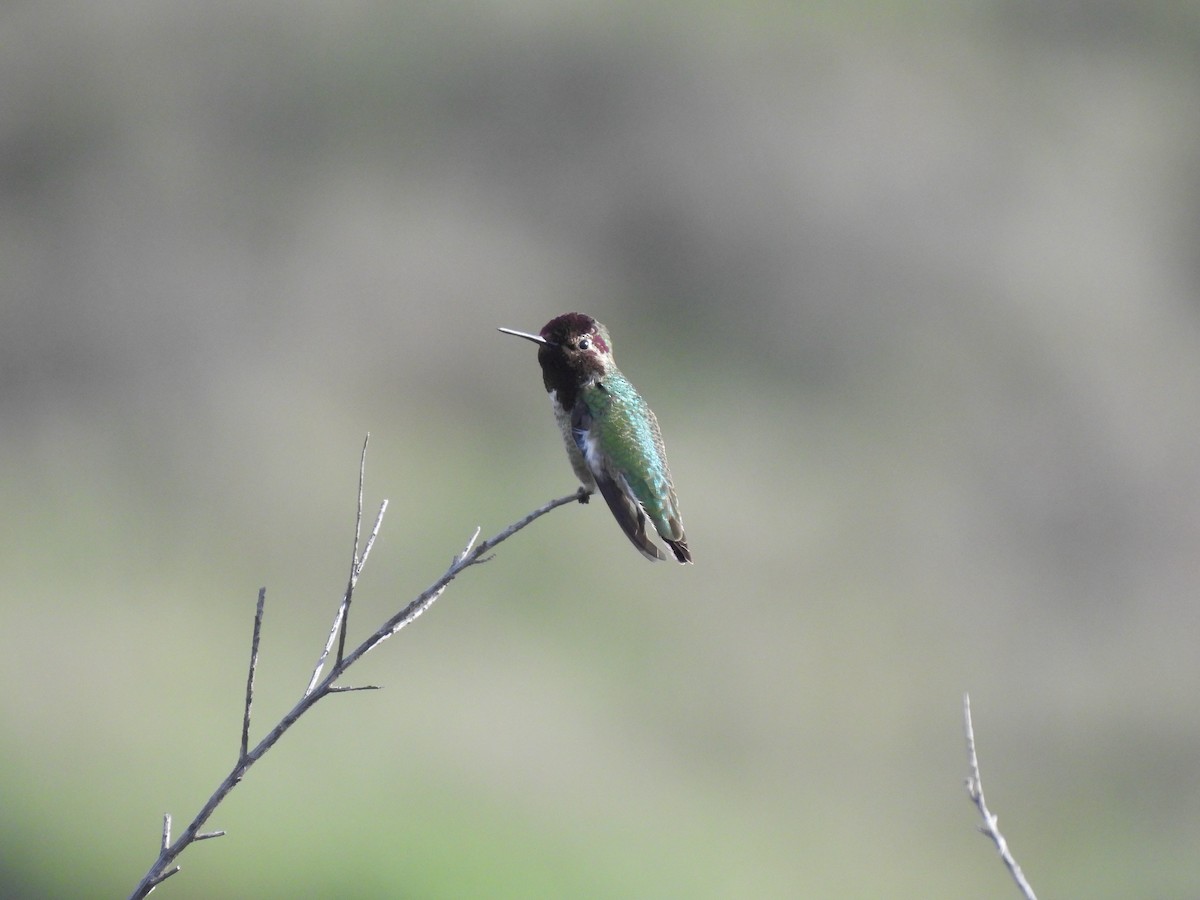 Рубиновый калипсо - ML647598894