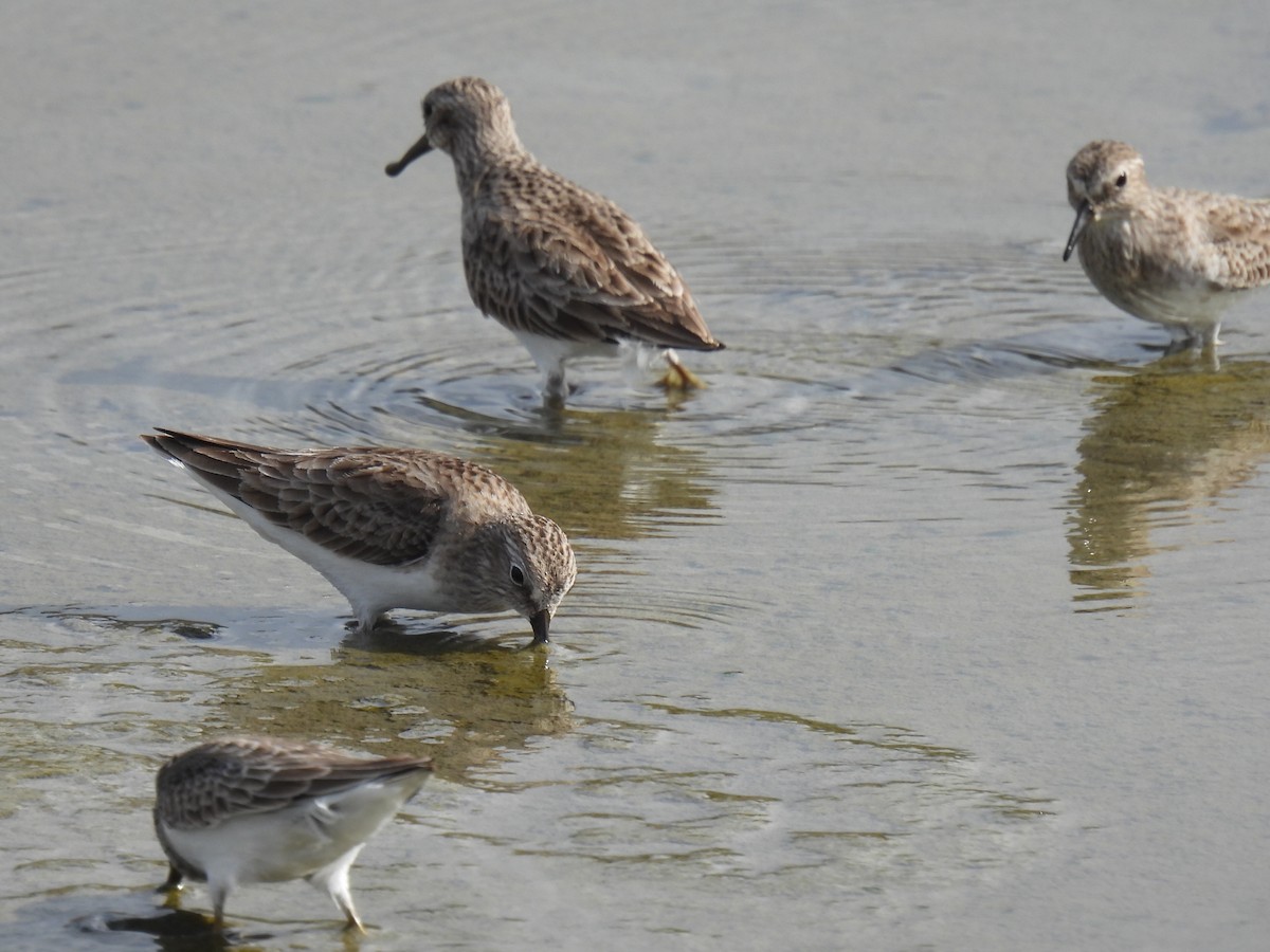 Песочник-крошка - ML647598895