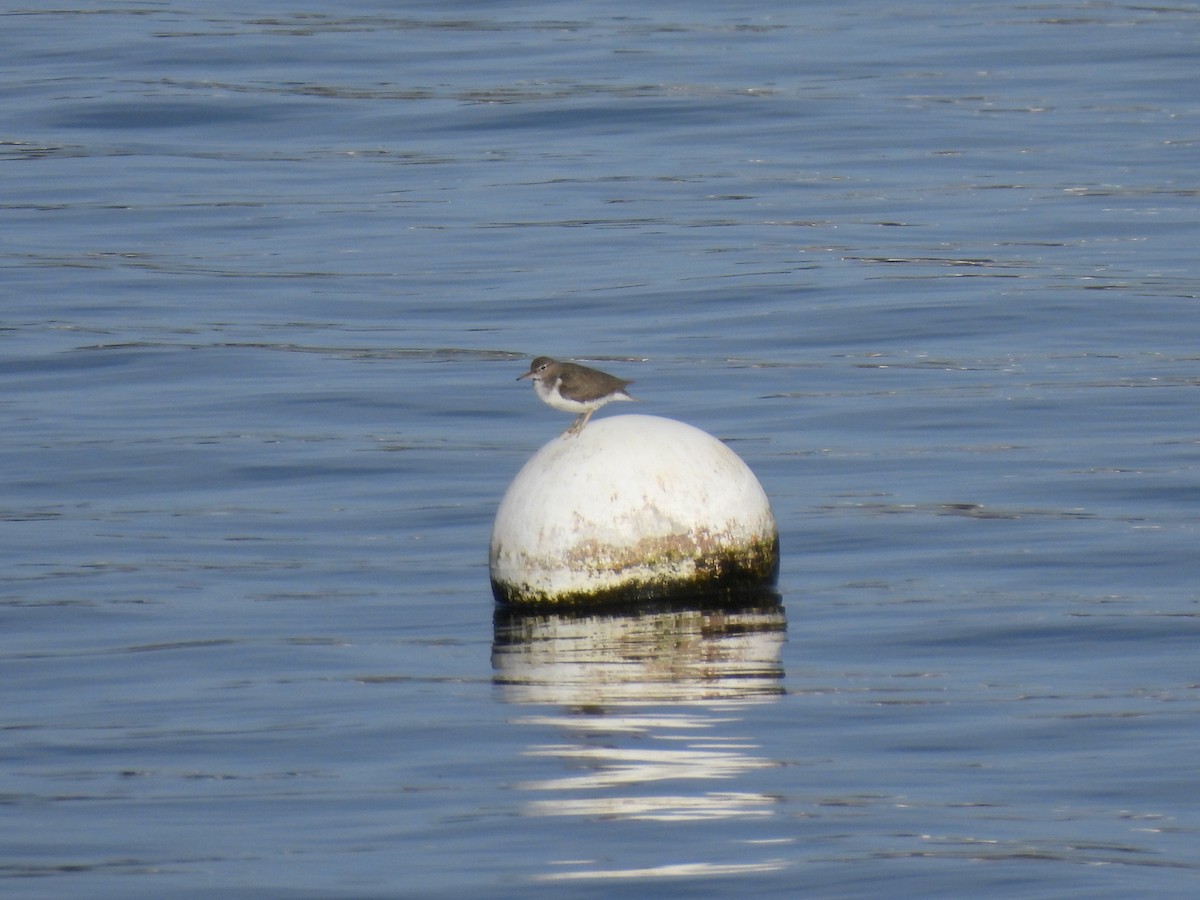 Пятнистый перевозчик - ML647598896