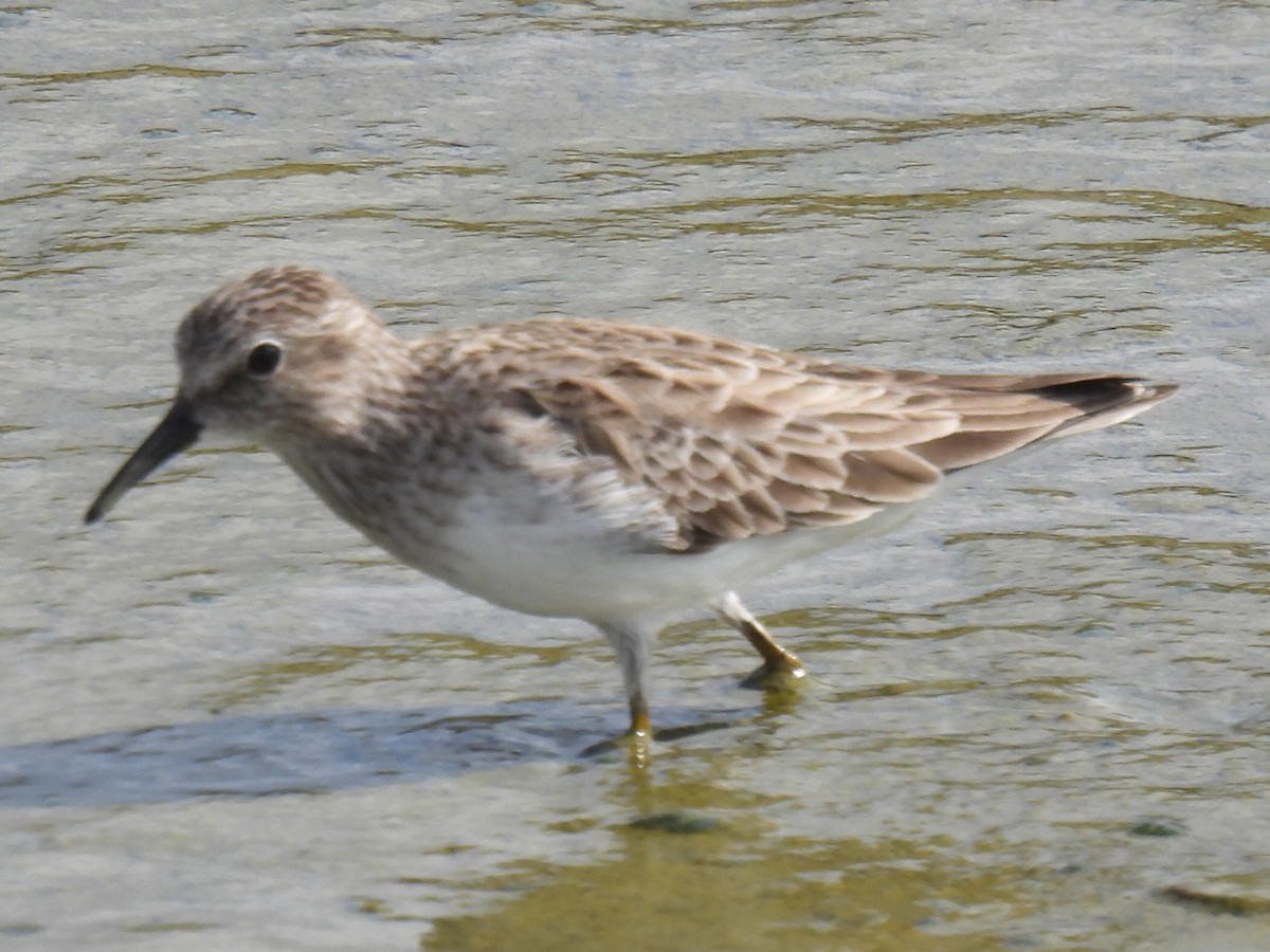 Песочник-крошка - ML647598897