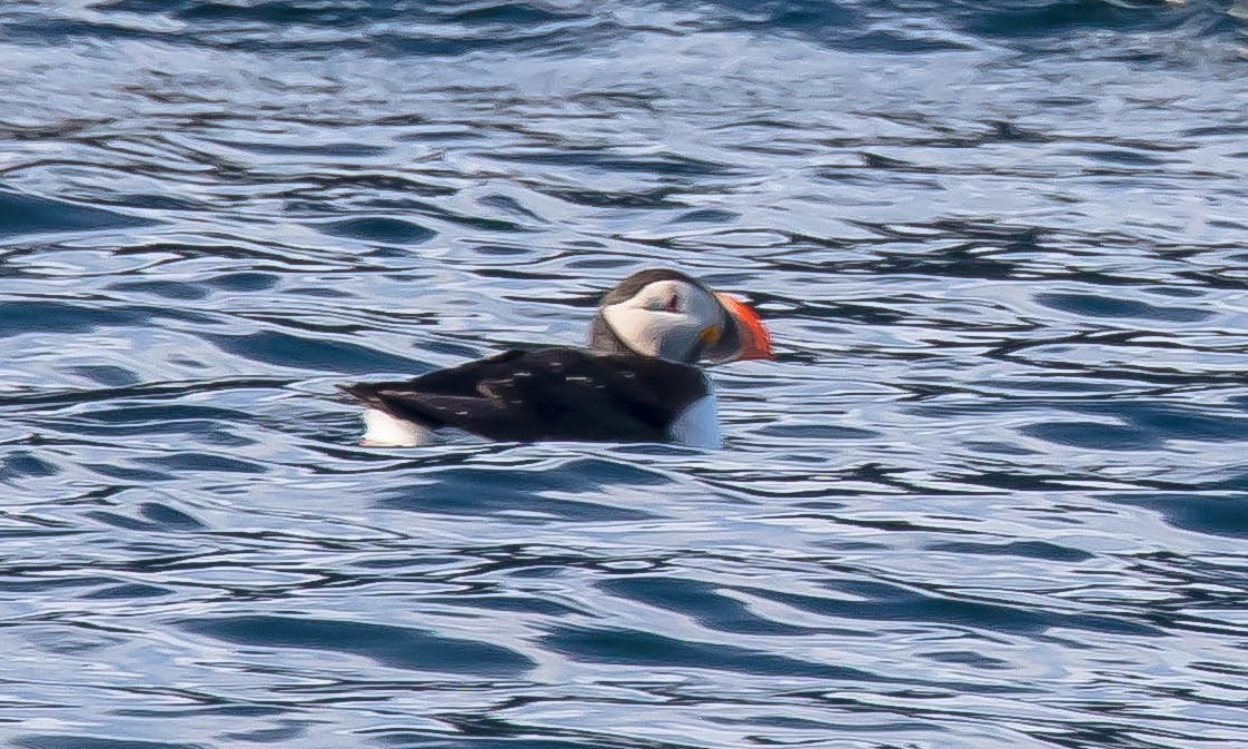 Тупик - ML647598898