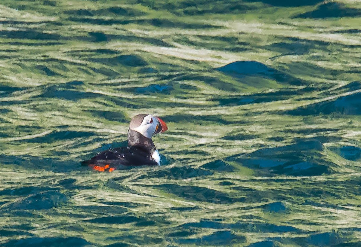 Тупик - ML647598899