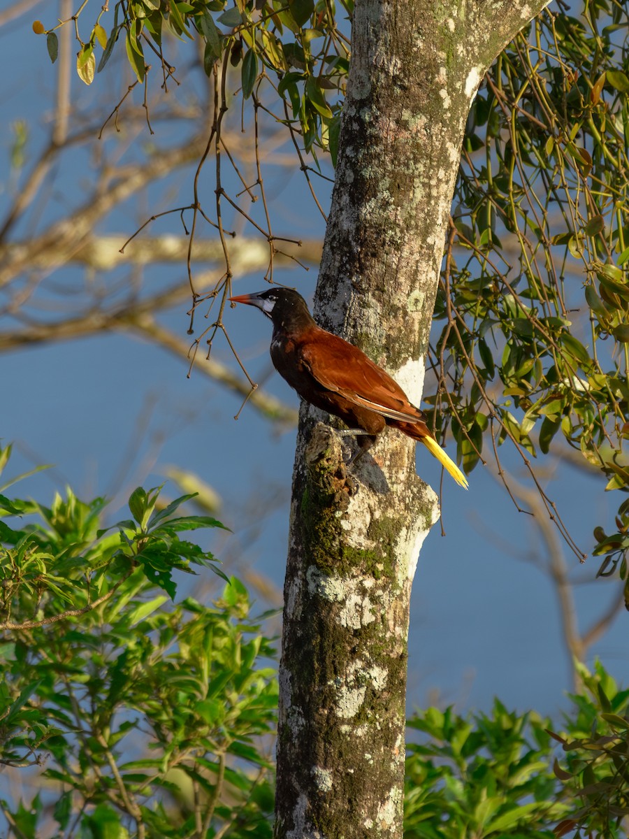 Оропендола-монтесума - ML647598900
