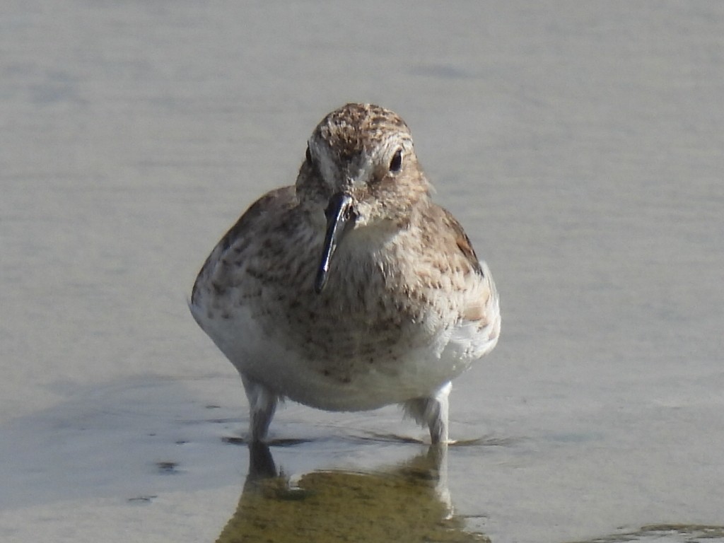 Песочник-крошка - ML647598901