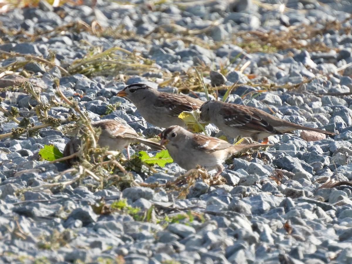 Белобровая овсянка - ML647598902