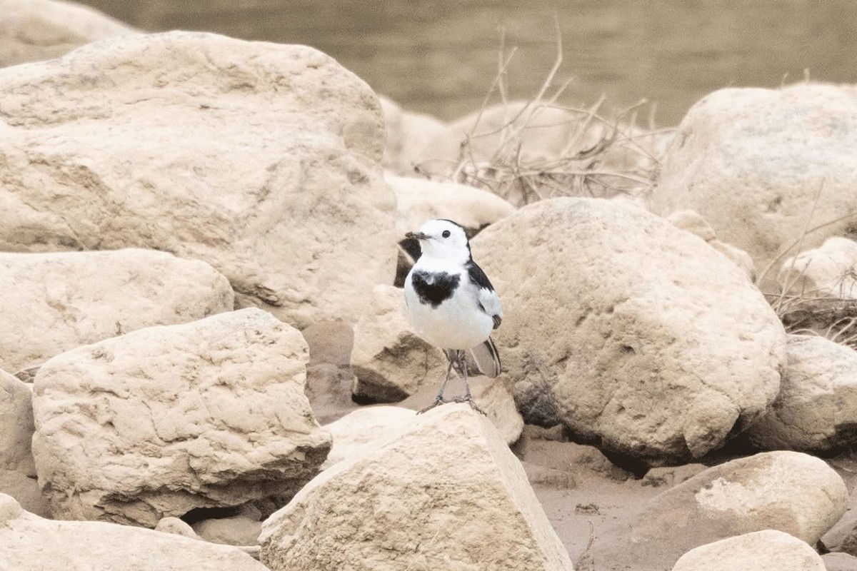 Белая трясогузка (leucopsis) - ML647598904