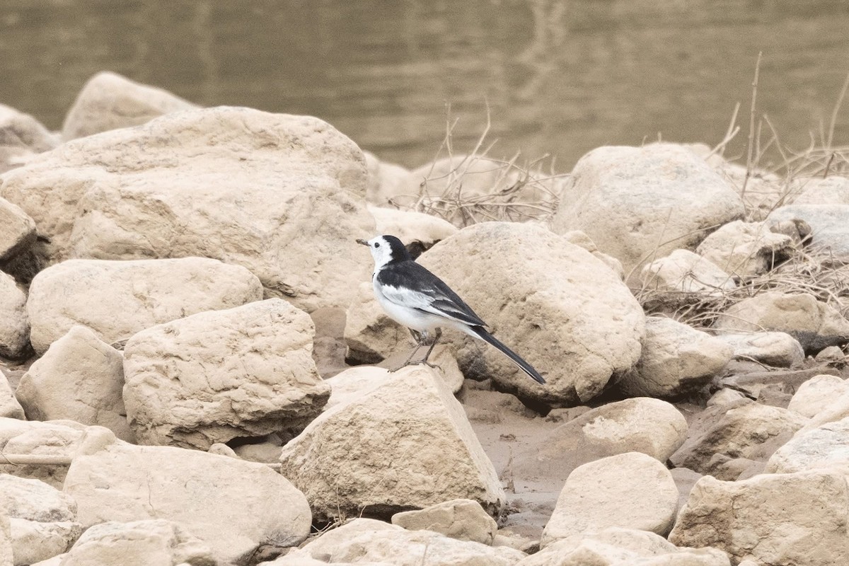 Белая трясогузка (leucopsis) - ML647598905