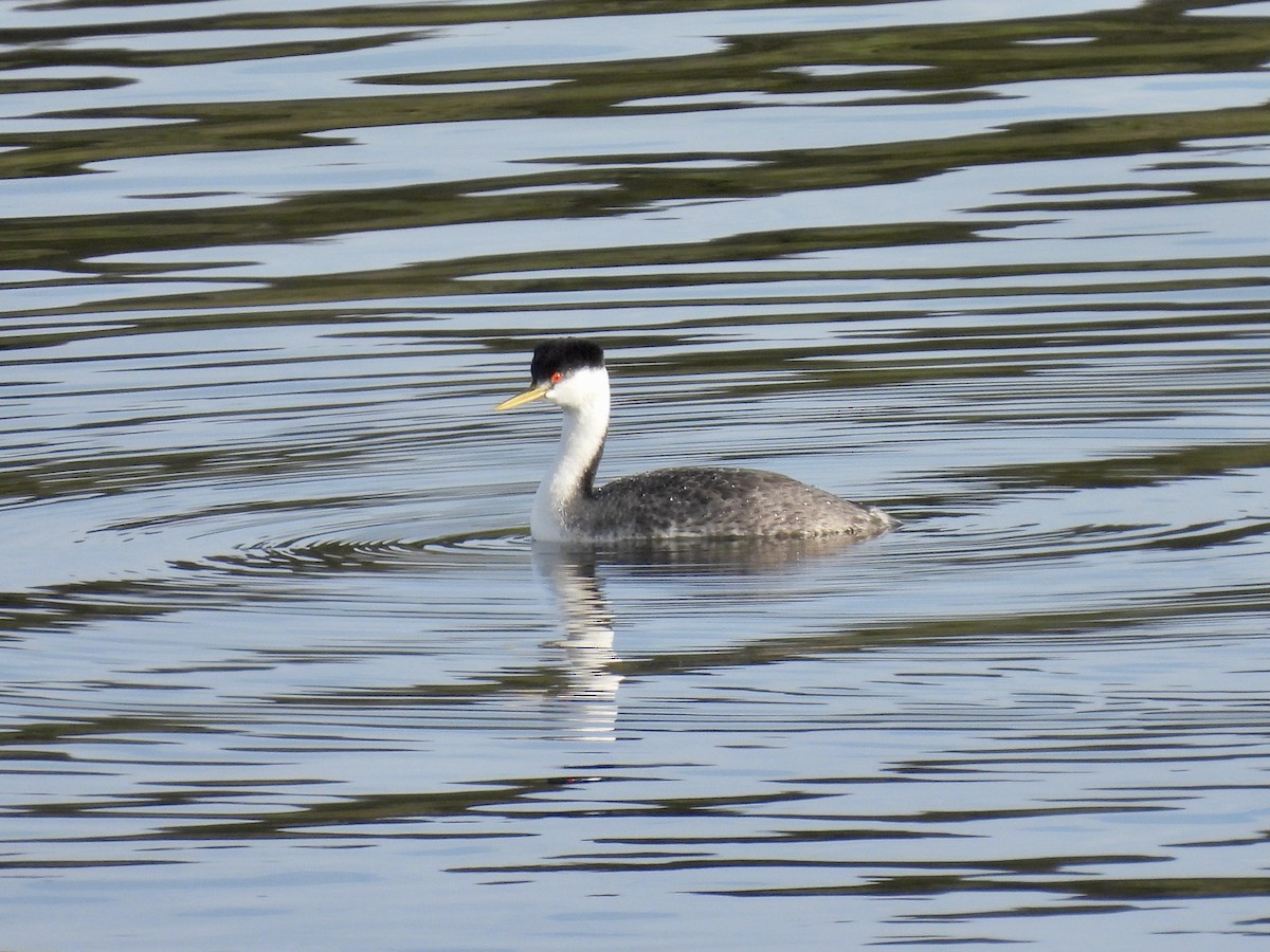 Западная поганка - ML647598907