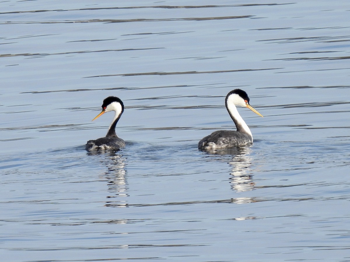 Западная поганка - ML647598908